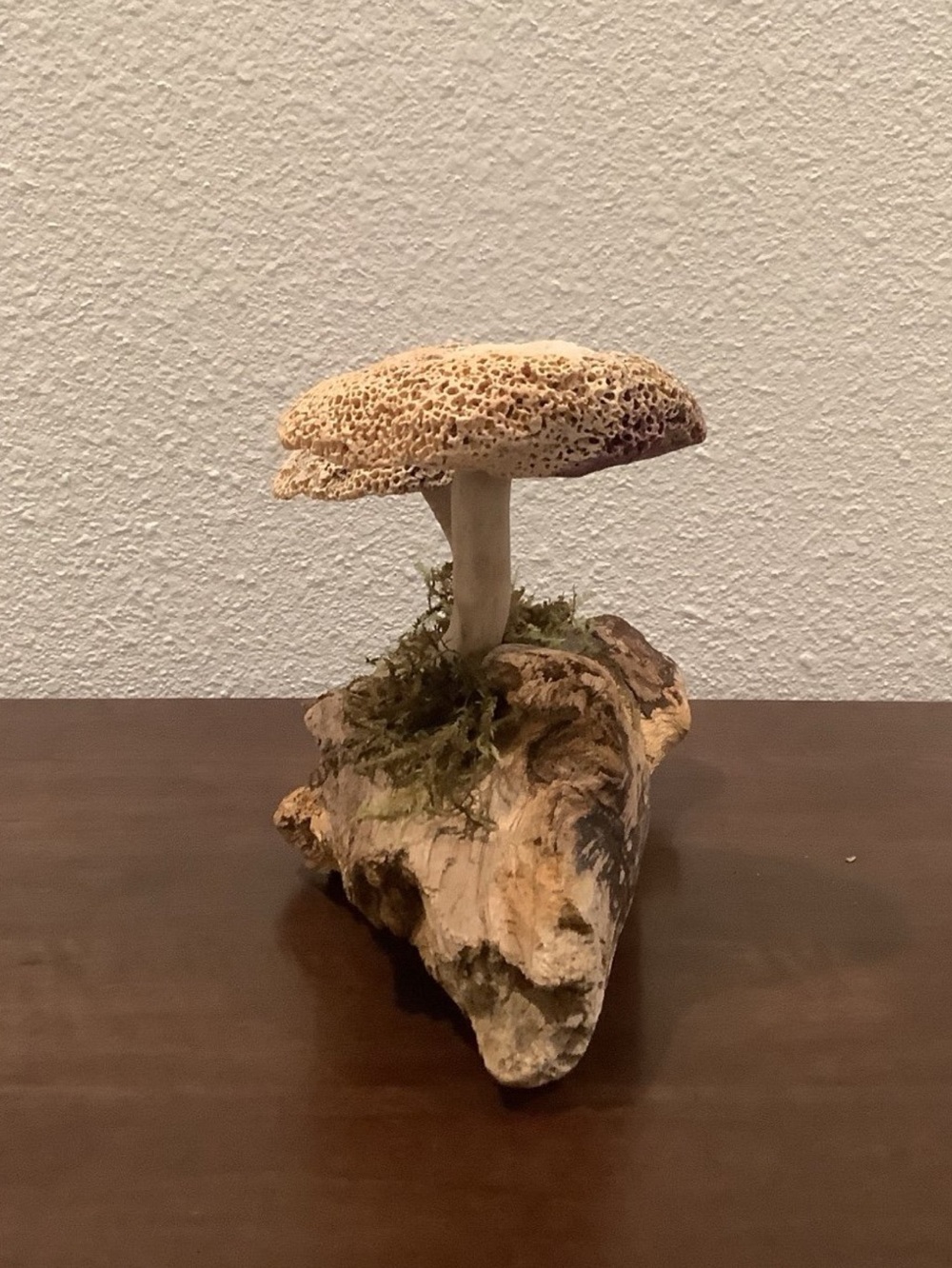 Driftwood Art, Driftwood & Seashell Mushrooms, Seashell Mushroom Art, Coastal - Picture 3 of 7